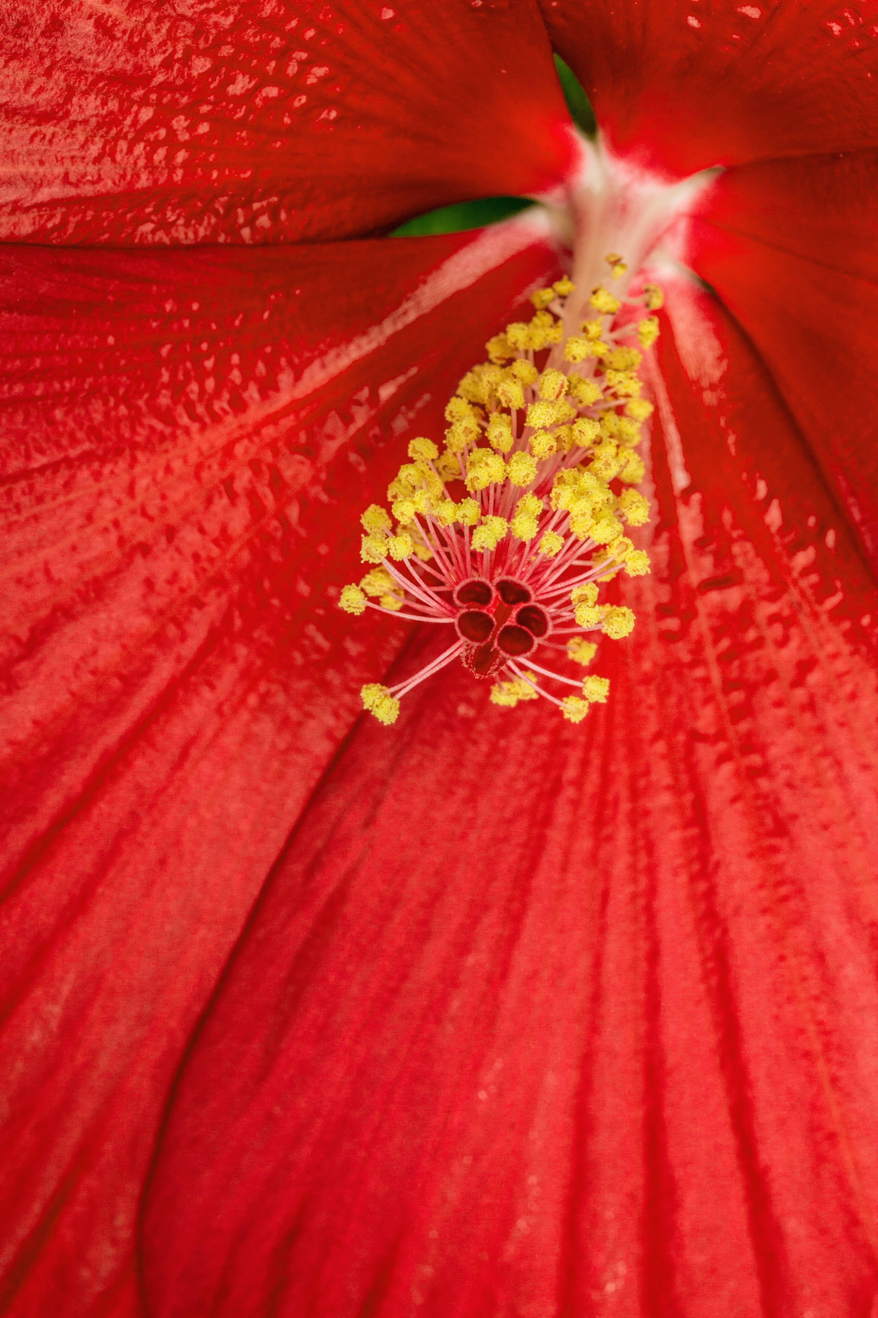 red hibiscus flower